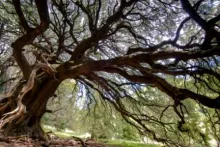 Oak Tree Canopy by Chris Elisara