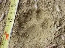 Wildlife survey bobcat print-Photo by Lee Kirchevel